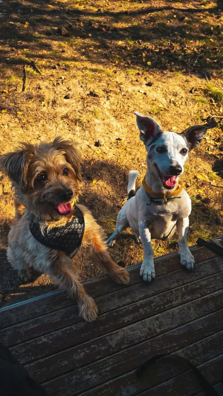 Czas lotu Poznań-Bari