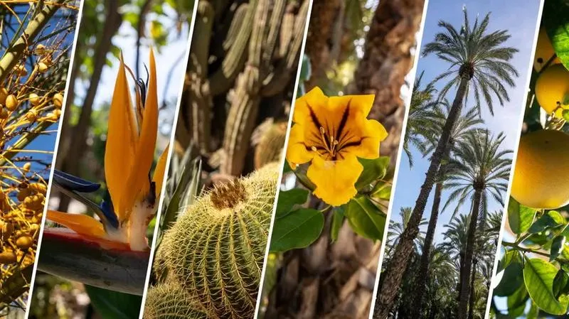 Jak dojechać do parku palmowego