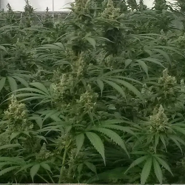 Jazda pod wpływem marihuany