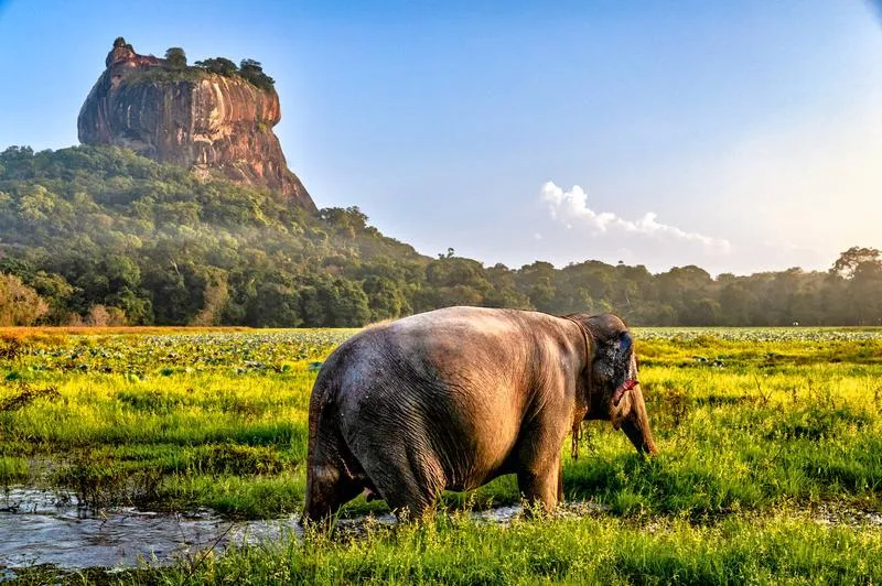 Kiedy jechać na Sri Lankę
