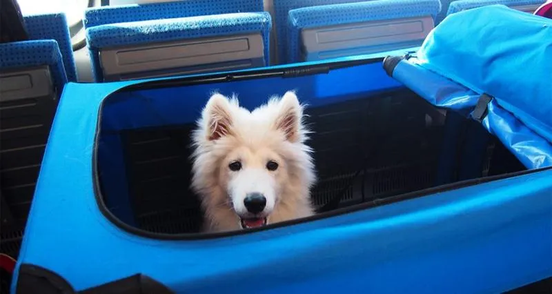 Podróż z psem pociągiem