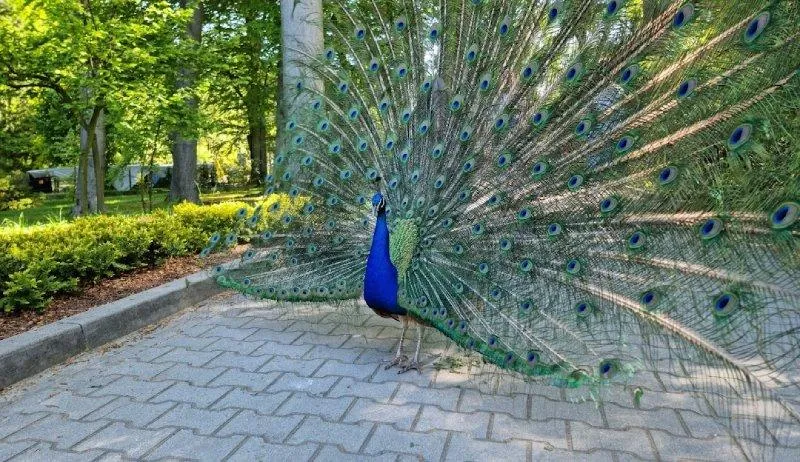 Transport publiczny do zoo w krakowie